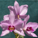 Laelia purpurata